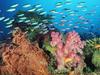 Coral Landscape With Soft Corals and Fish, Fiji