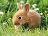 Dwarf Rabbit