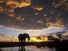 Elephant Silhouetted at Sunset, Chobe National Park, Botswana