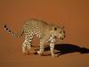 Leopard Walking Over Sand, Naukluft National Park, Namibia