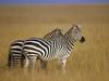 Pair of Burchell's Zebra on the Savannah, Masai Mara Reserve, Kenya