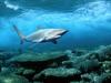 Silky Shark, sickle silk shark (Carcharhinus falciformis), Red Sea, Egypt
