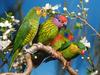 Colorful Lorikeets