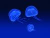 Floating Jellyfish