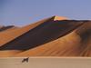 Gemsbok and Sand Dunes, SossusVlei, Namibia