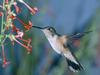 Hummingbird Feeding in Flight