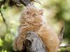 Orange Persian Kitten