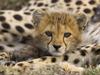 Portrait of a Cheetah Cub, Masai Mara Reserve, Kenya