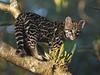 Portrait of a Wild Margay Kitten, Costa Rica