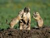 Prairie Dog Family