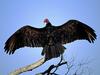 Turkey Vulture