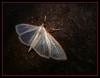 moth 1