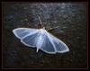moth 2