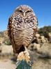 Burrowing Owl (Athene cunicularia)