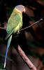 Derbyan Parakeet (Psittacula derbiana)