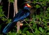 Violet Turaco (Musophaga violacea)