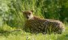 cheetah