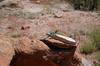 blue lizzard from Delta,Colorado