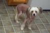 Chinese crested