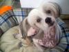 Chinese crested