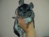 Chinchilla