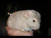 Chinchilla