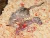 Chinchilla baby and dead baby