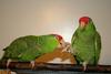 parrots
