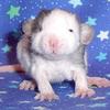 baby rat