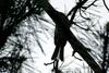 Bird silhouette (Brown-eared Bulbul)