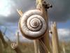 Snail on the Corn