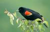 Red-winged Blackbird (Agelaius phoeniceus)