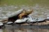 Snapping Turtle (Chelydra serpentina)