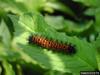 Baltimore Checkerspot Butterfly (Euphydryas phaeton)