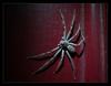 spider 1
