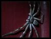 spider 2