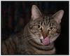 Tiger's tongue