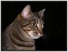 Portrait of a puss