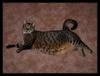 Big Rod (Fat Cat)