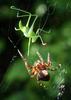 spider attack