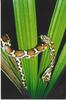 jungle corn snake