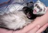 Ferret