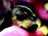 little dog