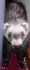 ferret