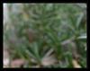spiderlings 2