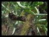 spiderlings 3