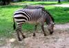 zebra