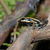 Dendrobates duellmani