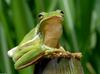 Green Treefrog (Hyla cinerea)041