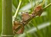 squirrel treefrogs (Hyla squirella)